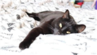 Inkjet Recycling for RSPCA Furness and Barrow - C137342