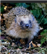 Inkjet Recycling for Karenâ€™s Hedgehogspital Brandon - C100168