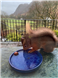Inkjet Recycling for Keswick Red Squirrel Group - C115633