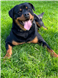 Inkjet Recycling for Fife Rottweiler rescue - C156697