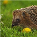 Inkjet Recycling for Warwickshire hedgehog rescue - C162080