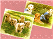 Inkjet Recycling for Dog4Alyssa - C71907