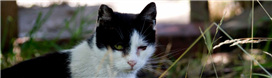 Inkjet Recycling for Friends Of Ferals - C71965