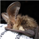 Inkjet Recycling for Western Lakes Bat Care - C89558